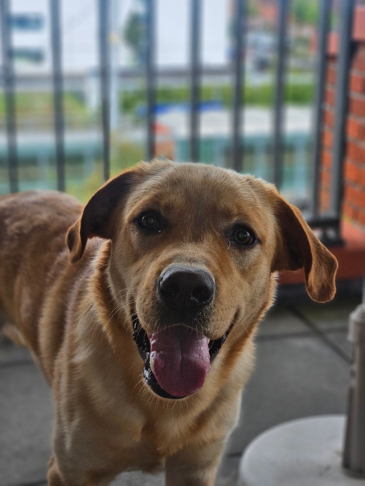Labrador 2,5 jaar oud, Reu, 1 tot 2 jaar, Eén hond, Nederland