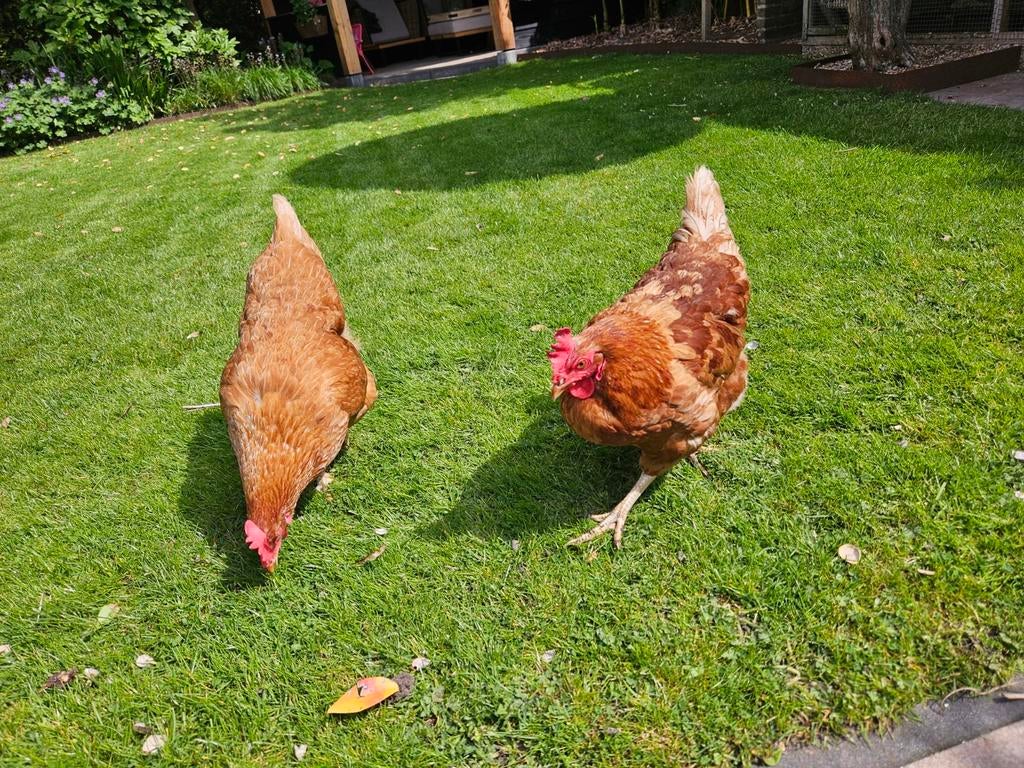 2 mooie leghennen, Vrouwelijk, Kip