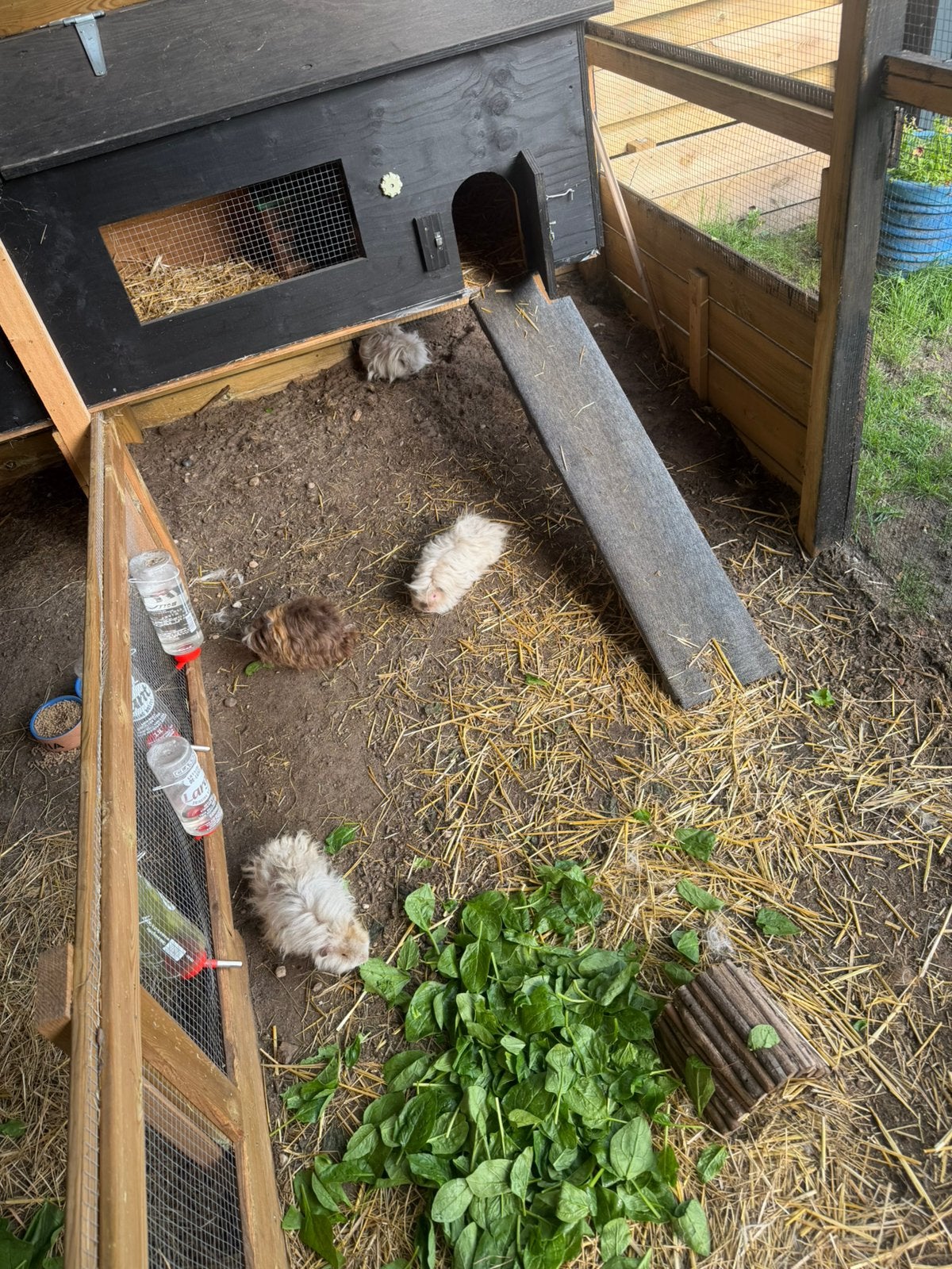 5 lieve cavia mannetjes zoeken een nieuw thuis ️, Dieren en Toebehoren, Cavia, Mannelijk, Juli, Tam