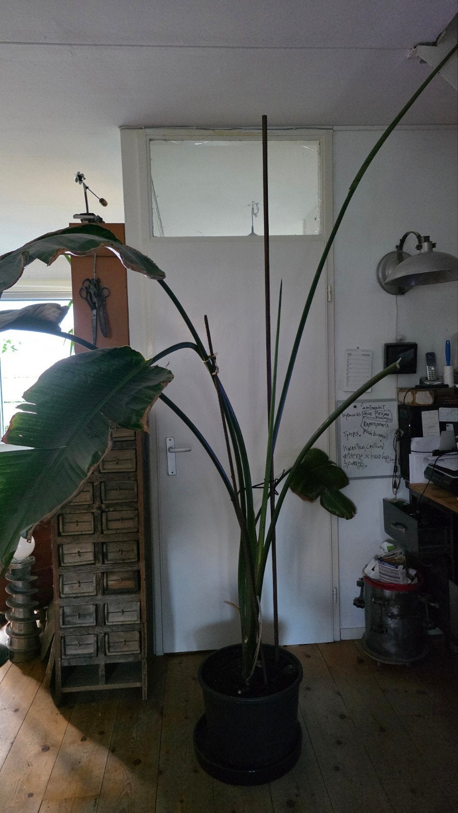 strelitzia plant, Huis en Inrichting, Ophalen, Halfschaduw