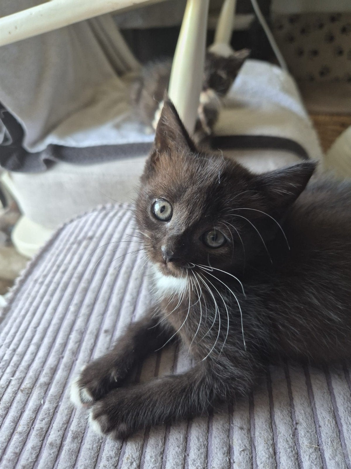 geboren 14 juni kittens nog 1 katertje, Dieren en Toebehoren, Katten en Kittens | Raskatten | Korthaar, Meerdere dieren, Ontwormd