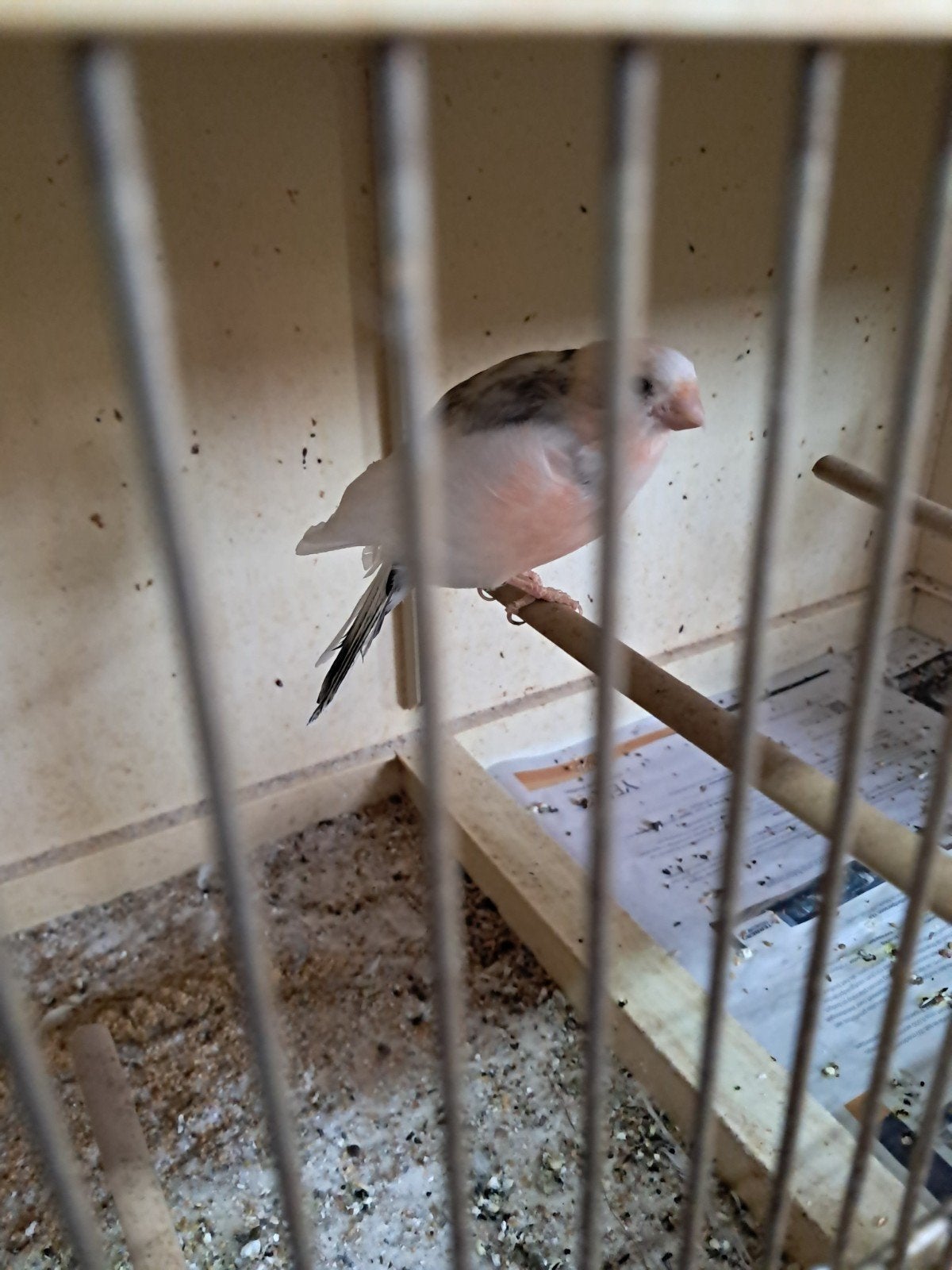 goudvinken, Dieren en Toebehoren, Vogels | Overige Vogels, Meerdere dieren, Wildzangvogel