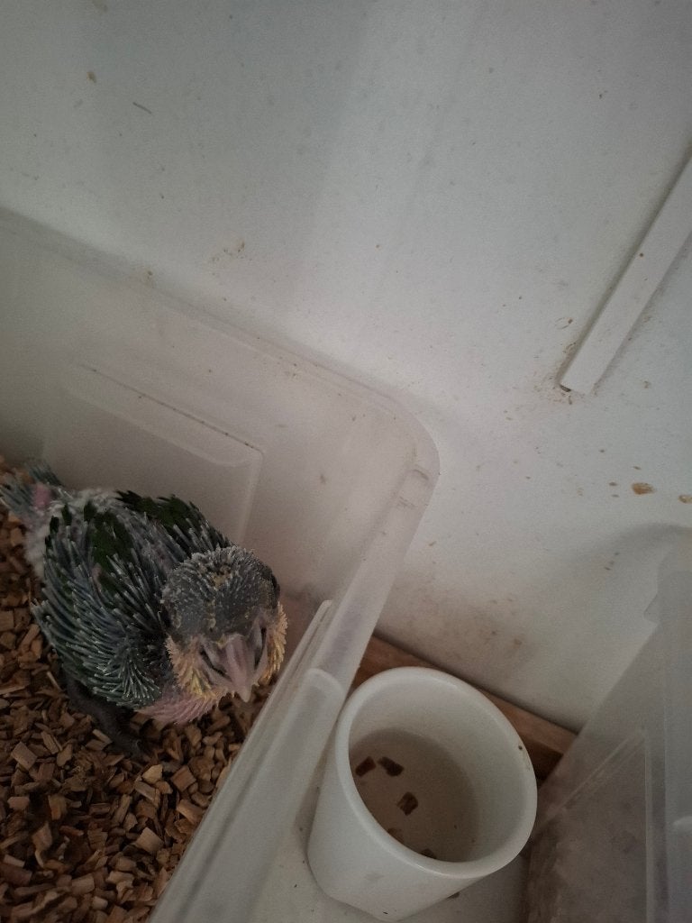 Handtamme caique en valkparkieten, Dieren en Toebehoren, Vogels | Parkieten en Papegaaien, Geslacht onbekend, Parkiet, Geringd