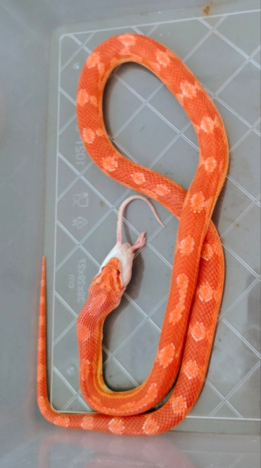 Terrarium met 3 rattenslangen icl. toebehoren en voedsel Rat Snake photo 3