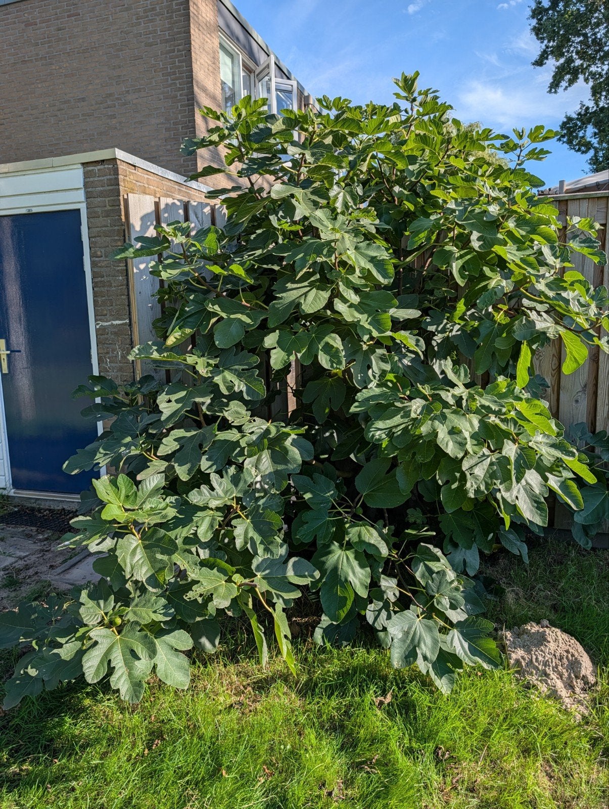 Gratis vijgenboom met vijgen, Ophalen, Volle zon, Vaste plant, Zomer