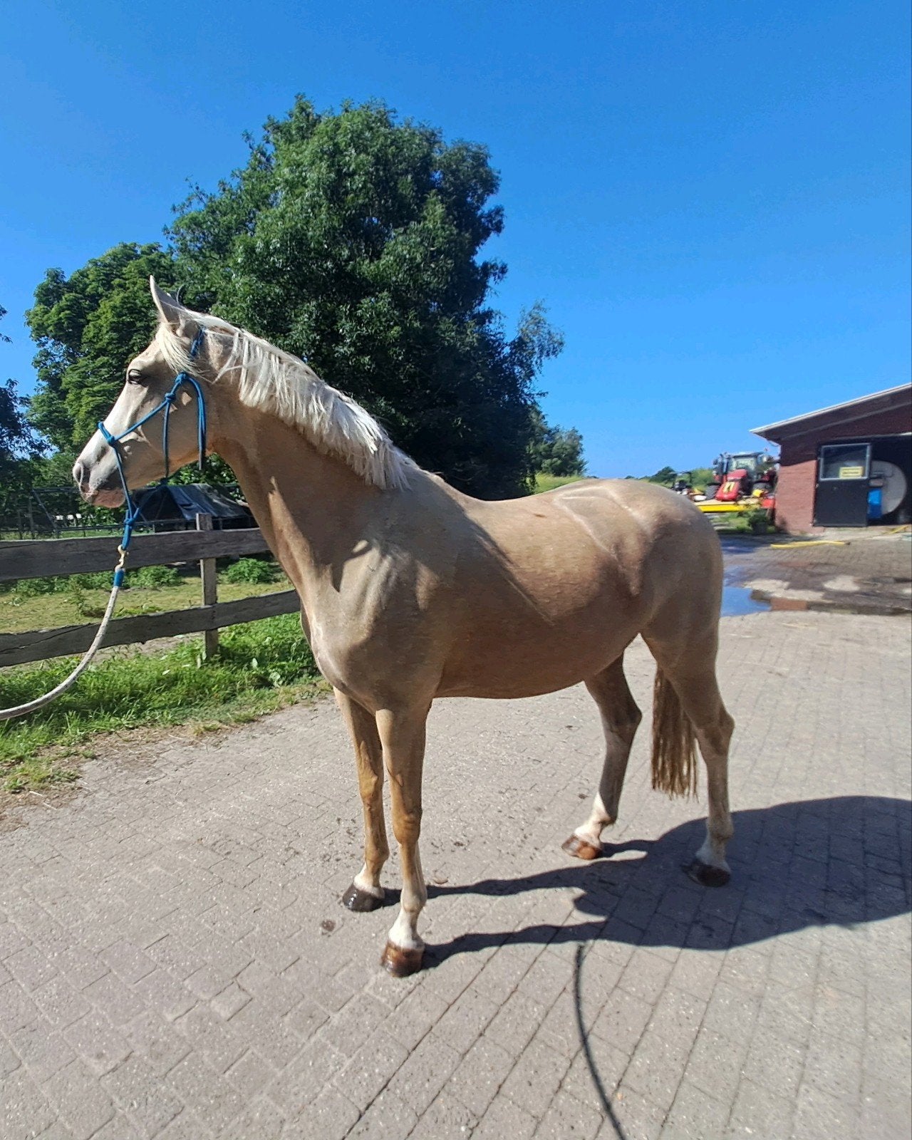 4 Jarige KWPN  palomino, zadelmak met goede afstamming, Dieren en Toebehoren, Merrie, Dressuurpaard, 3 tot 6 jaar, 160 tot 165 cm