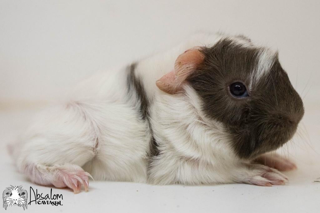 Choco witte peruvian cavia, Dieren en Toebehoren, Knaagdieren, Cavia, April, Mannelijk, Tam