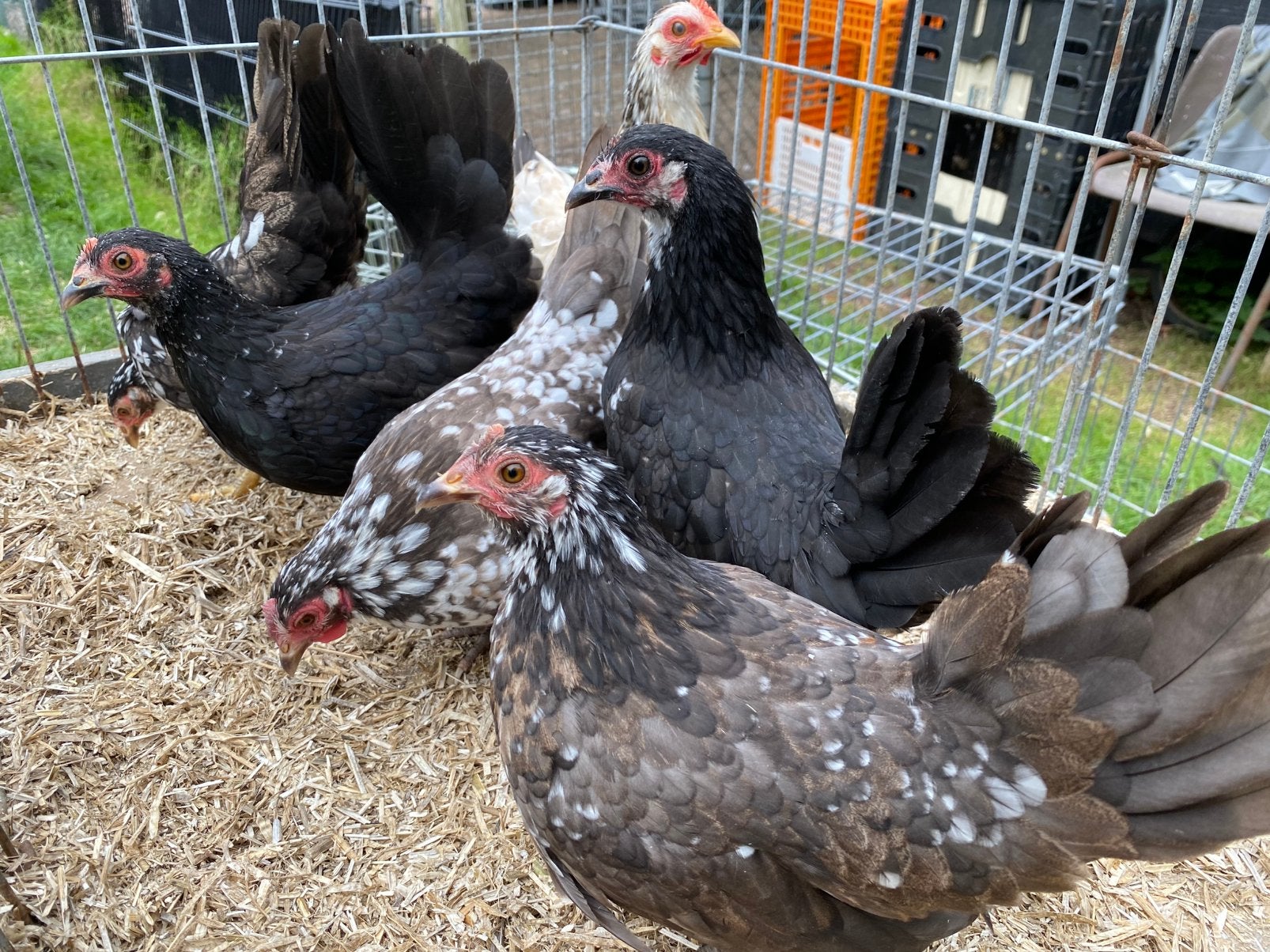 Jonge Serama hennen, Dieren en Toebehoren, Vrouwelijk, Kip
