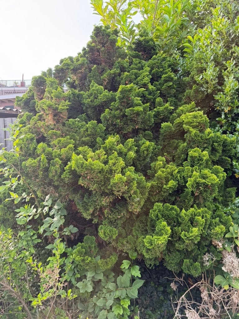 Grote volwassen hulstboom & sierconifeer – zelf uitgraven, Ophalen, Halfschaduw, Overige soorten, 250 tot 400 cm