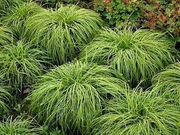 Carex car the Beatles. hangend siergras, fris blad P9 plant, Vaste plant, Siergrassen, Ophalen of Verzenden, Halfschaduw
