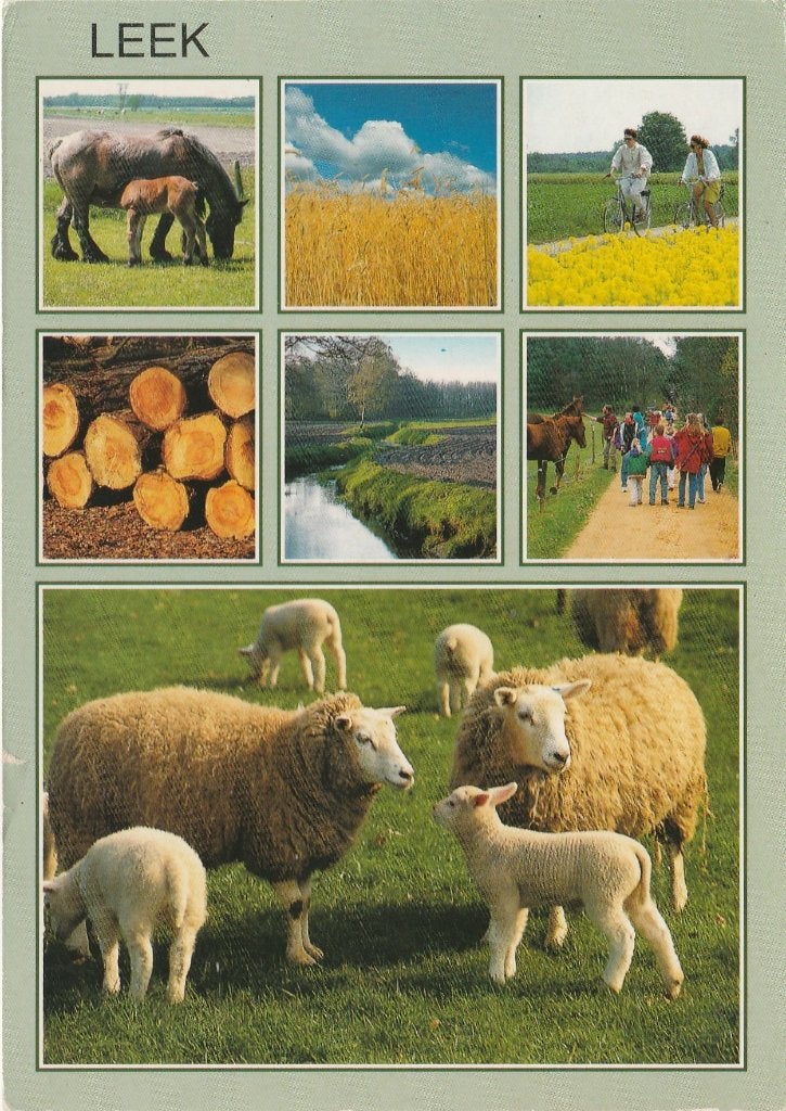 LEEK Paarden Bomen Schapen Fietsers, Verzenden, 1980 tot heden, Gelopen, Groningen
