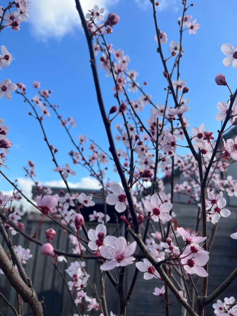 Prunus Caracifera 'Nigra' in pot - Sierpruim, Tuin en Terras, Overige soorten, Lente, 100 tot 250 cm, Ophalen