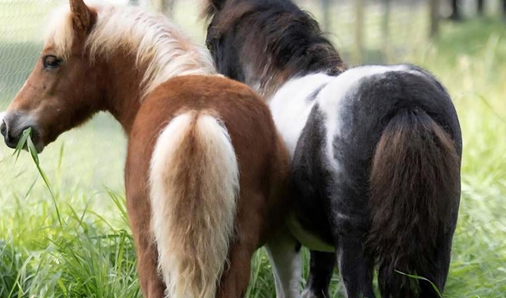 Gezocht bereden shetlanders, Dieren en Toebehoren, Ophalen of Verzenden, Overige soorten