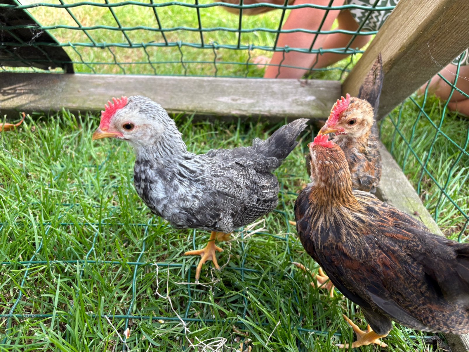 3 patrijs leghorn kriel hanen, Ophalen