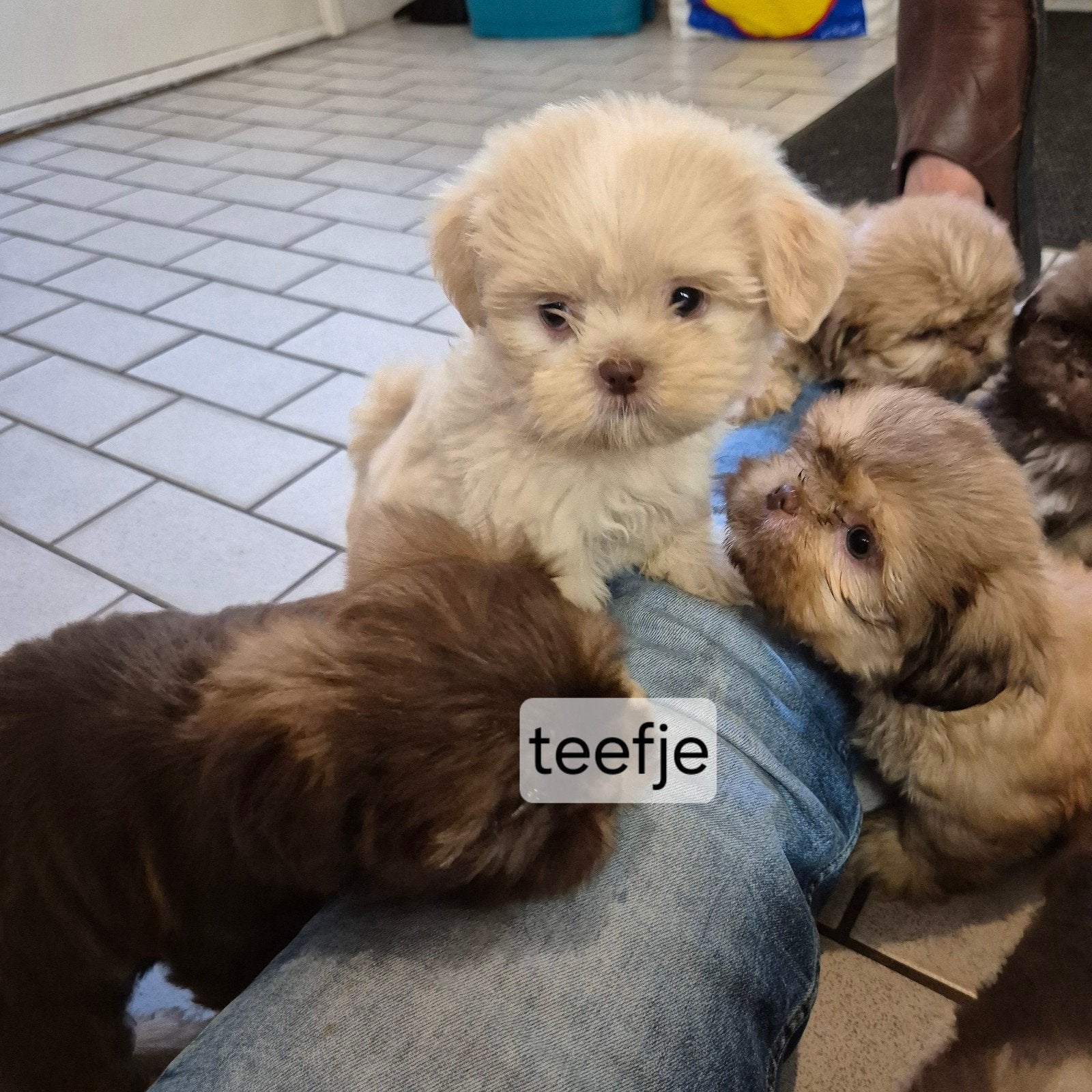 Prachtige raszuivere choco kleurtjes shih tzu pups, Overige rassen, 8 tot 15 weken, Meerdere, Meerdere dieren
