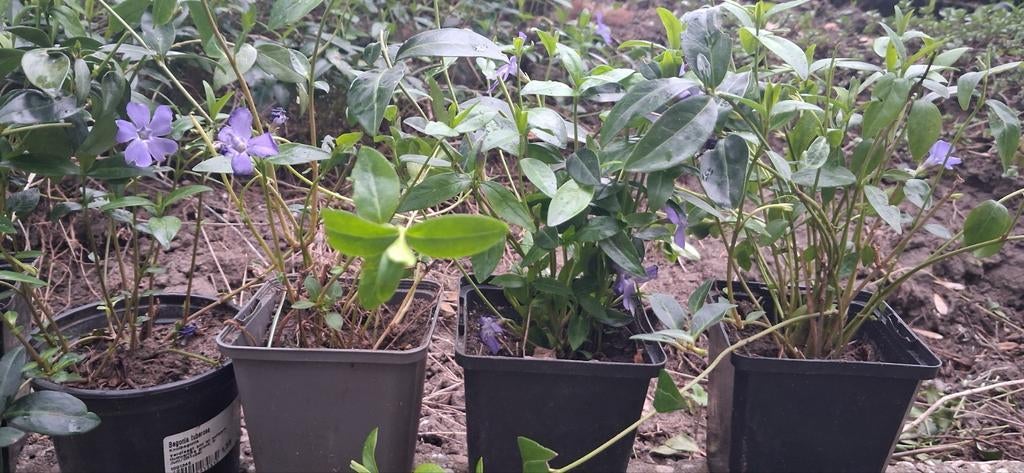 Tuinplant, Ophalen, Overige soorten, Halfschaduw
