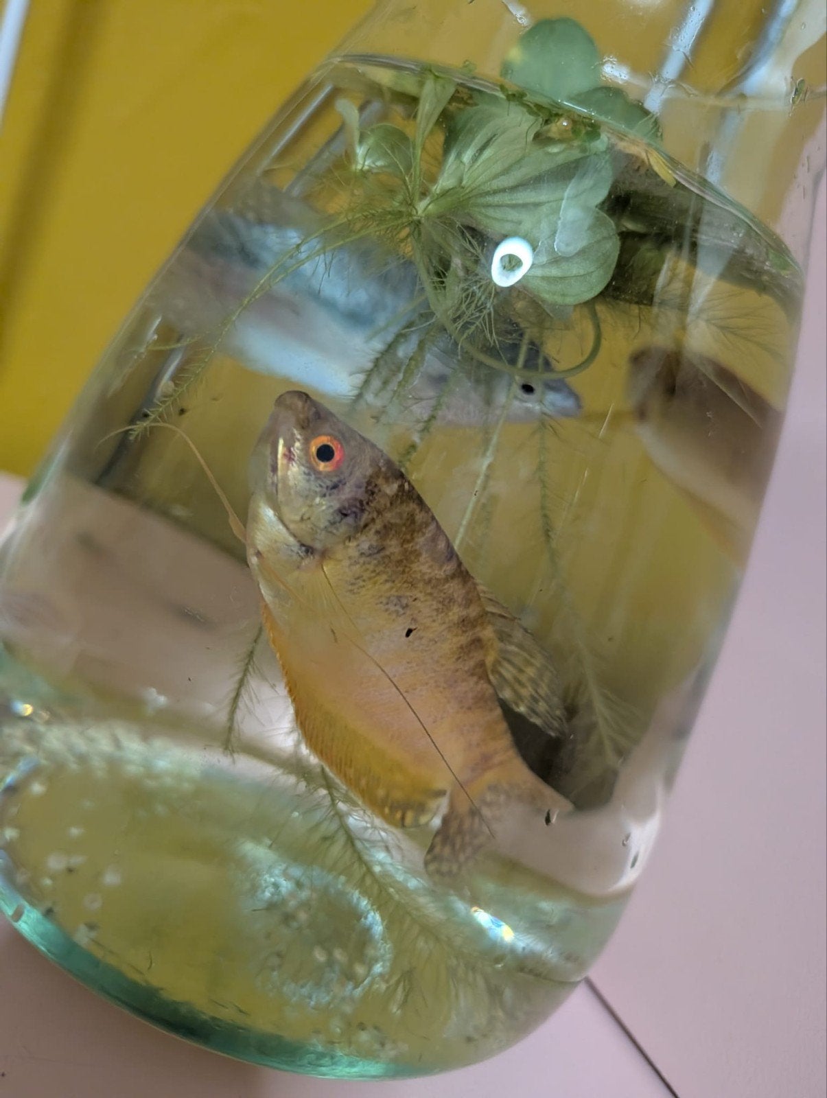 gouramis!, Dieren en Toebehoren, Vissen | Aquaria en Toebehoren, Ophalen