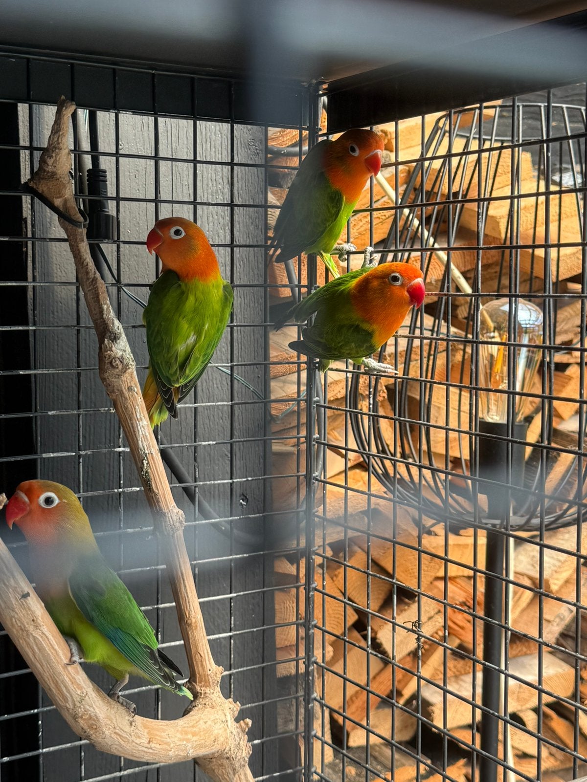 Agapornis, Papegaai