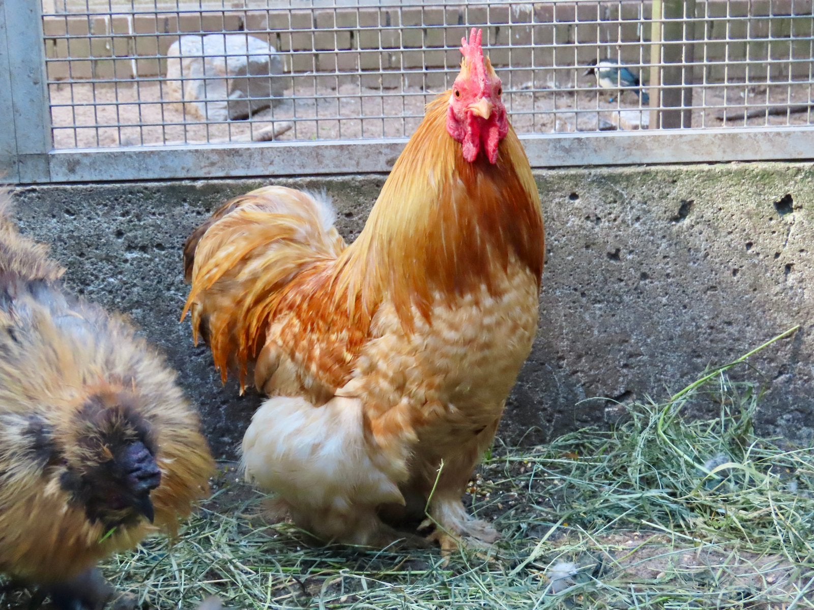 Chico, cochin kriel haan, Dieren en Toebehoren, Pluimvee, Kip, Mannelijk