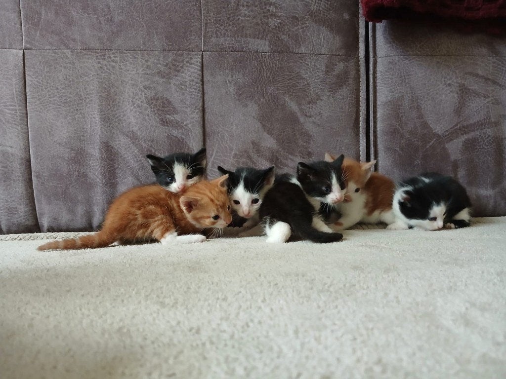 6 Superlieve Kittens Zoeken Een Nieuw Thuis!, Meerdere dieren, Kortharig, 0 tot 2 jaar
