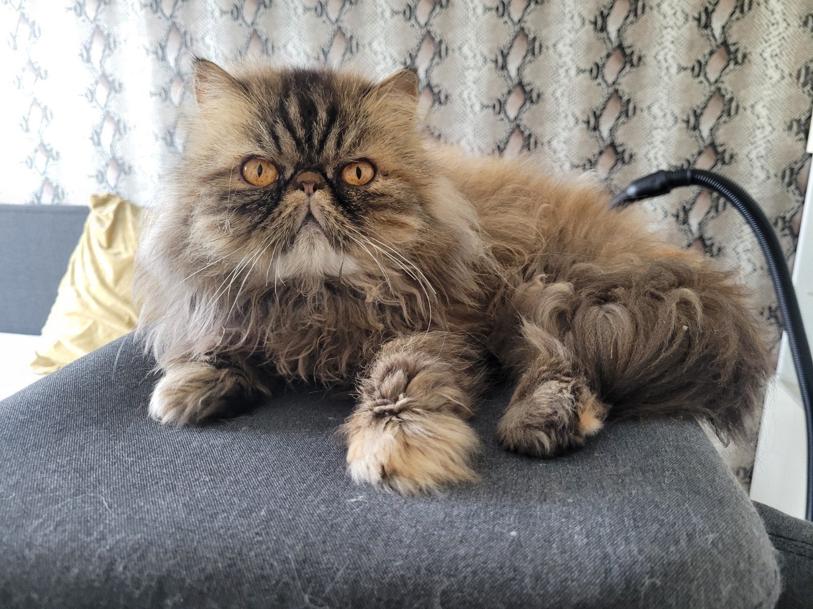 Prachtige Perzische Poes, Poes