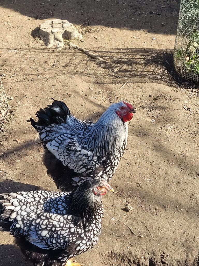 Gratis wyandotte haan,raszuiver., Dieren en Toebehoren, Pluimvee, Mannelijk, Kip