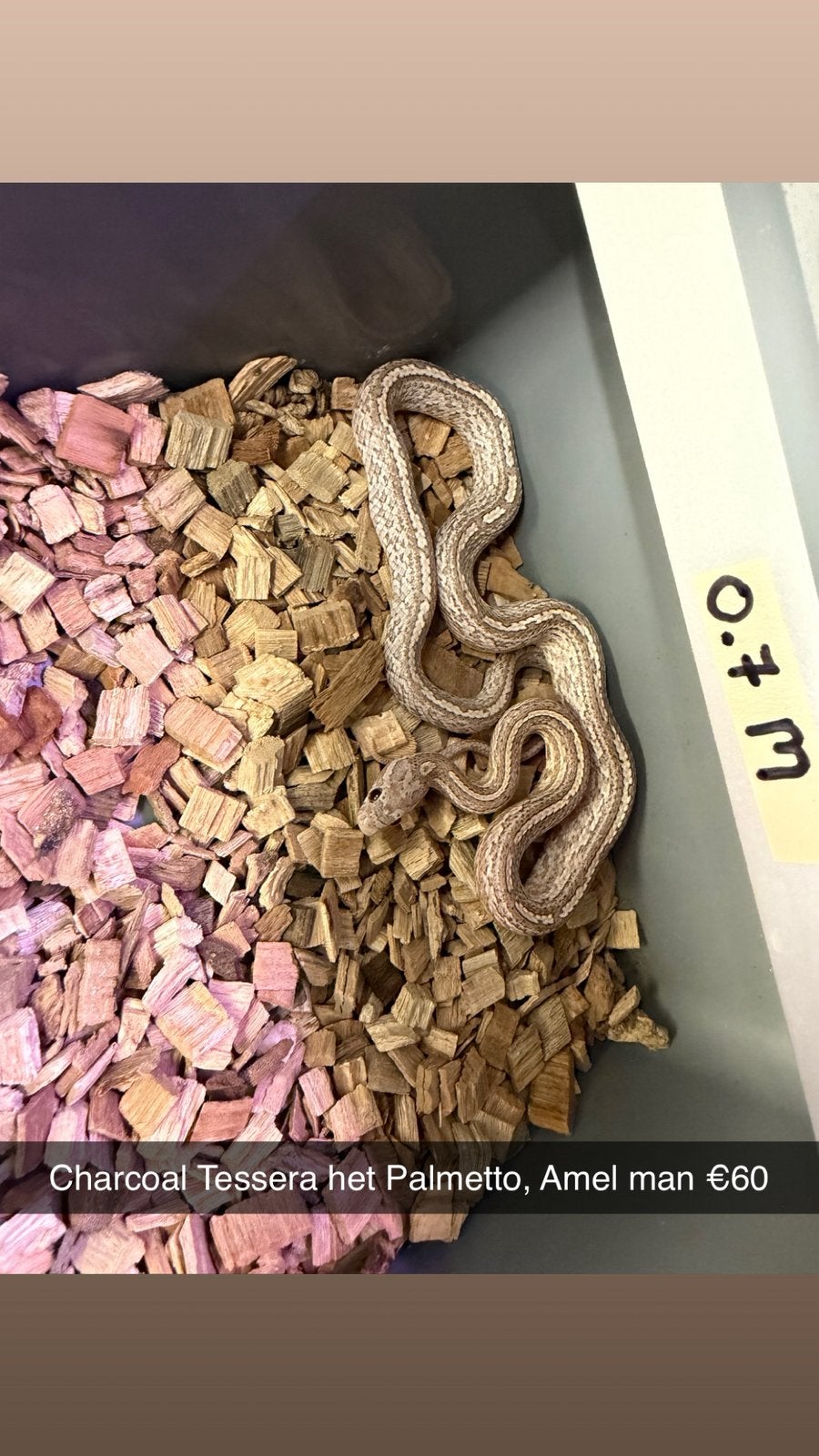 Rattenslangen (Hele leuke genen) (Spoed!) Rat Snake photo 6