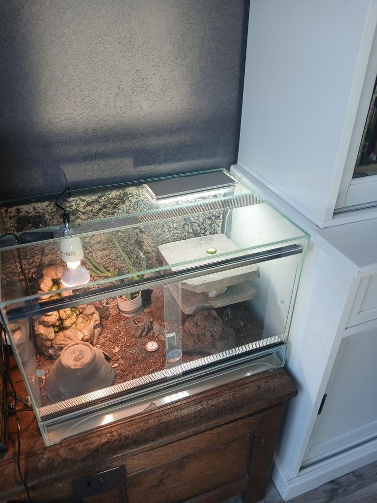Compleet terrarium met luipaard gecko, lampen en inrichting, Ophalen