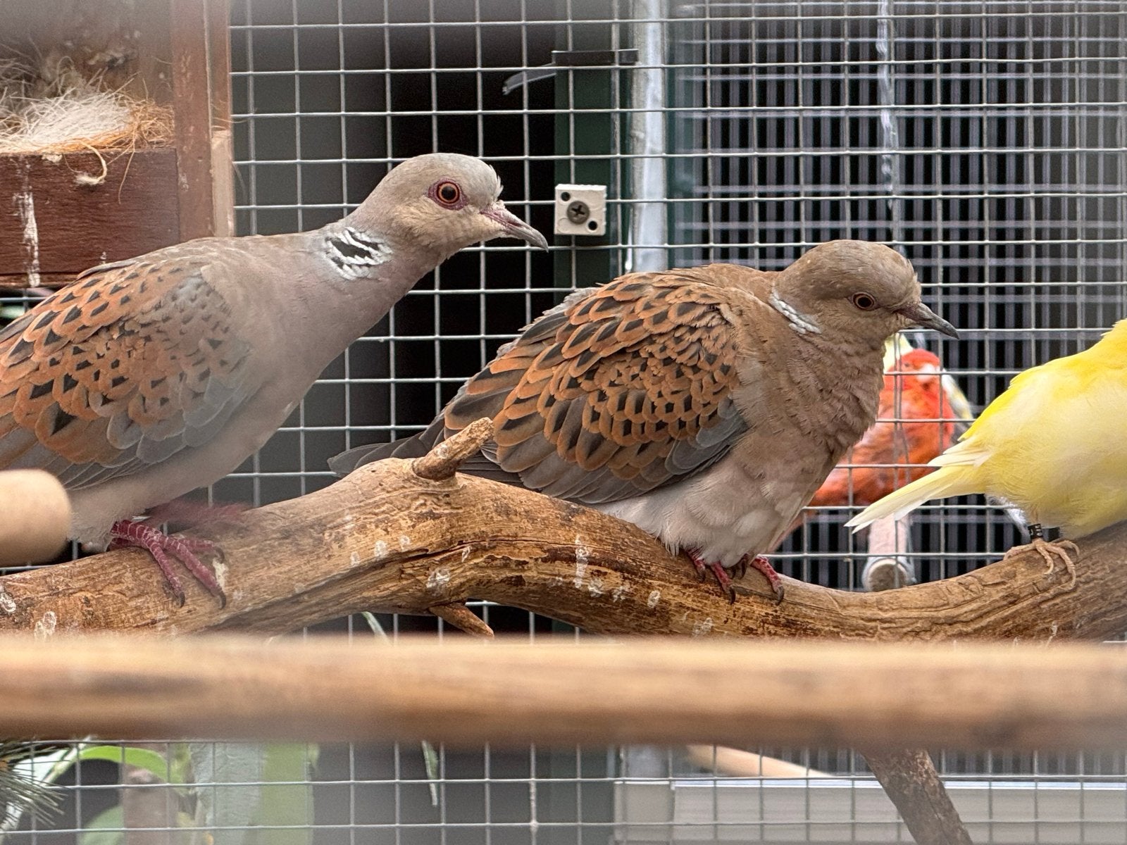 Koppel geringde zomertortels, Dieren en Toebehoren, Meerdere dieren, Wildzangvogel, Geringd
