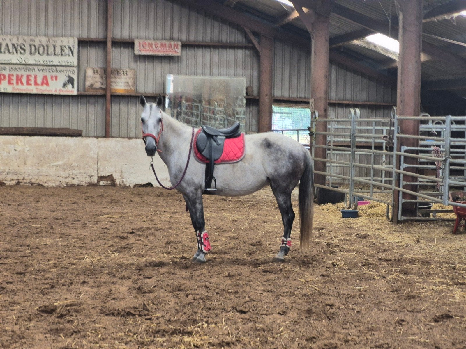 mooie 5 jarige d/e pony, Dieren en Toebehoren, Paarden, Minder dan 160 cm, 3 tot 6 jaar, Onbeleerd, Recreatiepaard