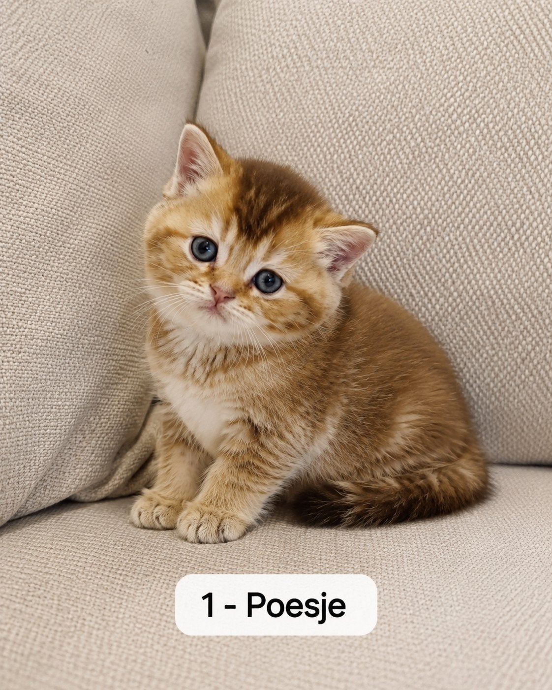 Britse korthaar kittens, Meerdere dieren, Gechipt