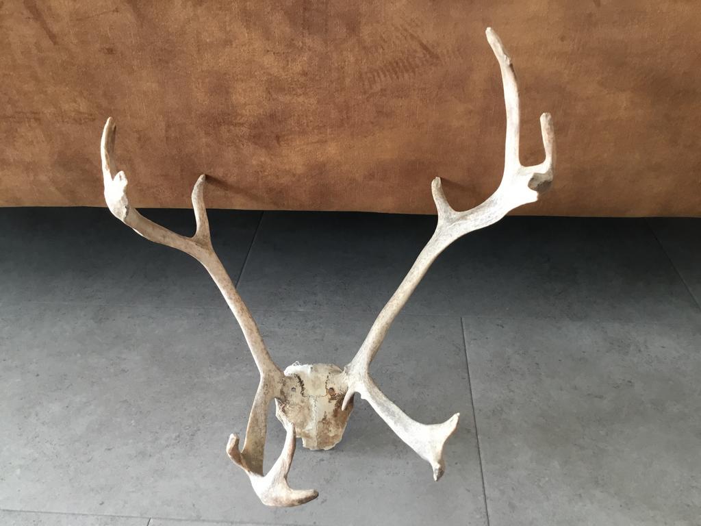 Hertengewei, Ophalen, Gebruikt, Decoratieobject, Natuurlijk materiaal