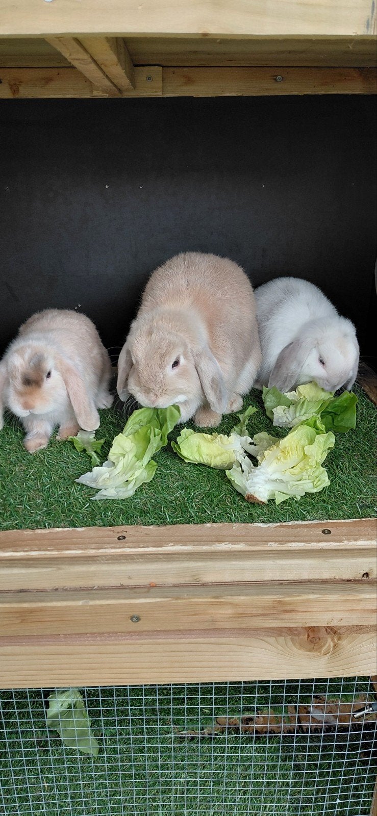 Nhd hangoor konijntjes, Dieren en Toebehoren, Konijnen, Meerdere dieren, Dwerg, Hangoor