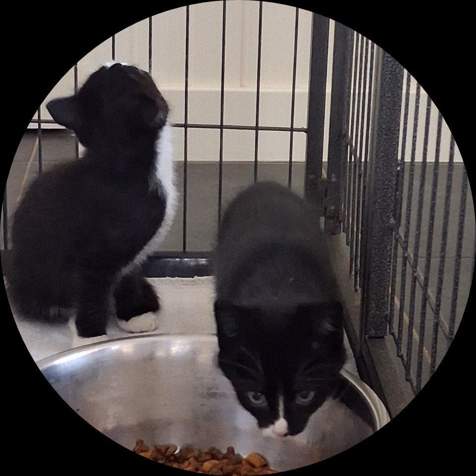 Jonge kittens ( nog 2 vrouwtjes) te koop., Dieren en Toebehoren, Poes