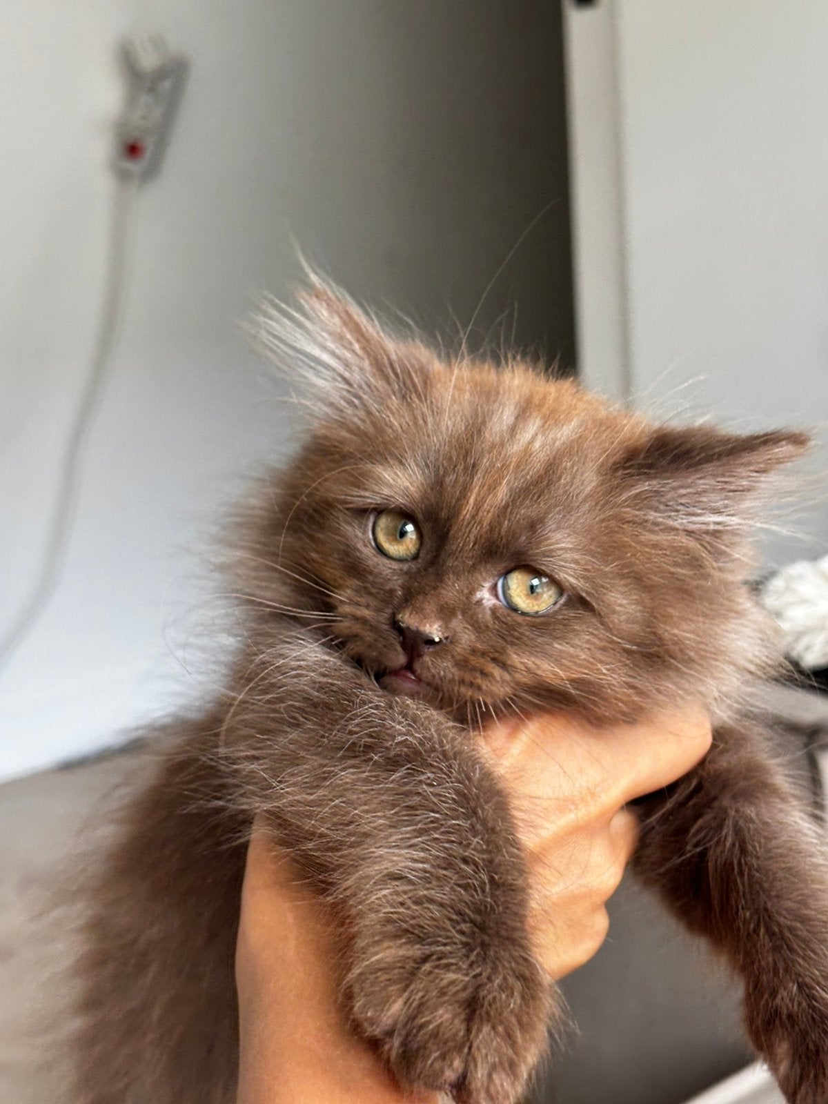 kitten, Poes