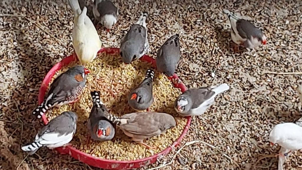 Prachtige koppels zebravinken, Dieren en Toebehoren, Vogels | Overige Vogels, Meerdere dieren