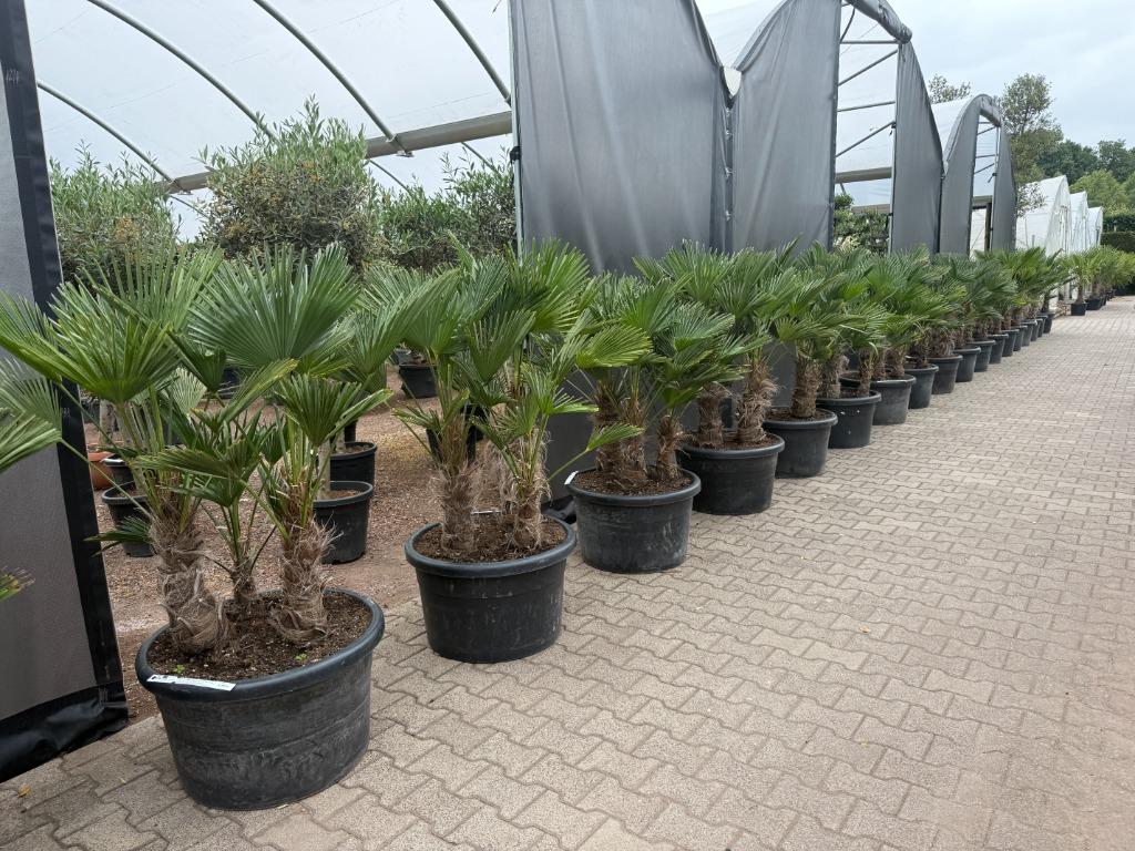 Meerstammige Trachycarpus wagnerianus palmbomen te koop!!, In pot, Halfschaduw, Ophalen of Verzenden, 100 tot 250 cm
