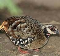 Kweekkoppel bospatrijs, Dieren en Toebehoren, Vogels | Overige Vogels, Meerdere dieren, Tropenvogel, Geringd