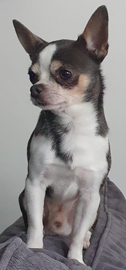Prachtige blauw/grijze Chihuahua dekreu, Dieren en Toebehoren, Reu, 1 tot 2 jaar, Eén hond, Nederland