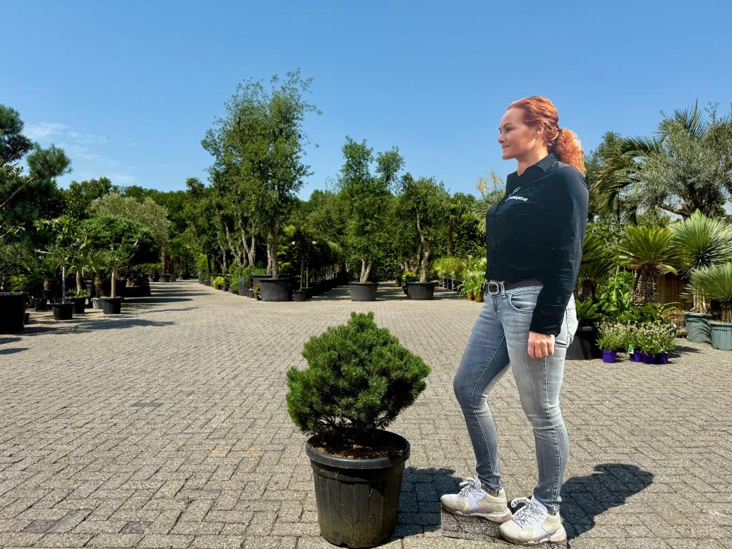 Pinus mugo Turra 50-60 cm planthoogte te koop!, Tuin en Terras, Planten | Bomen, In pot, Halfschaduw, Minder dan 100 cm, Zomer