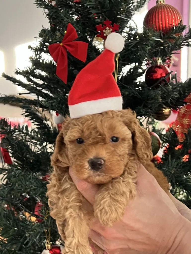 Toy poedel pup, Poedel, Particulier, 15 weken tot 1 jaar, Buitenland