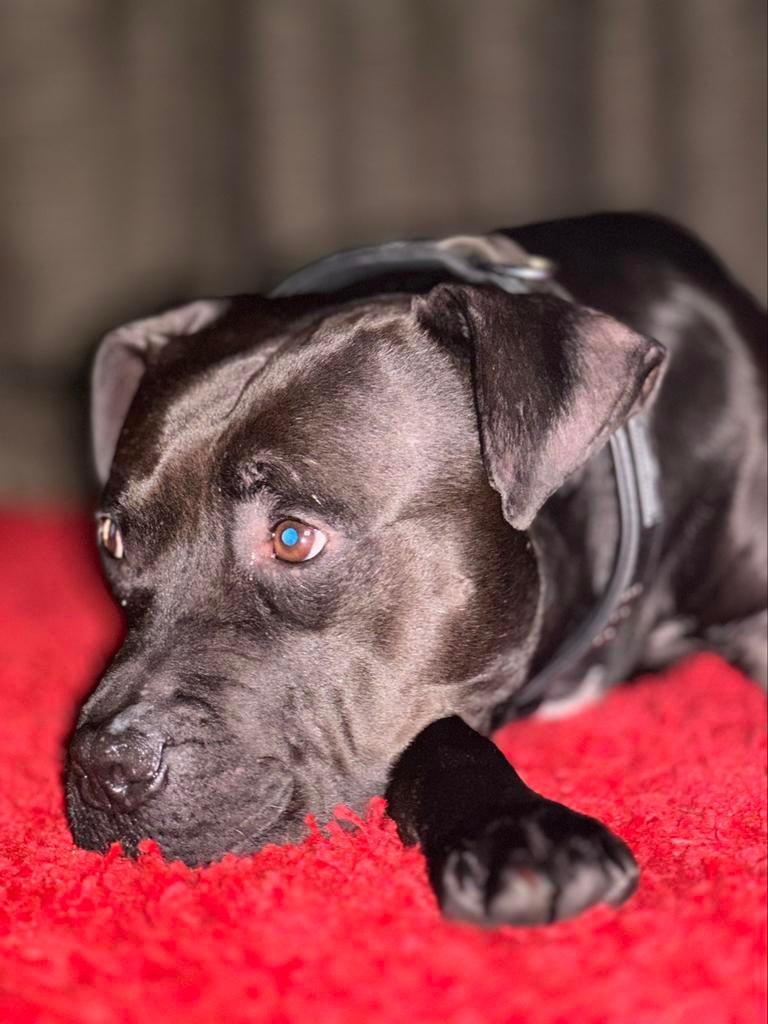 American pitbull terriër met ADBA Stamboom (Dekreu), 6 jaar of ouder, Particulier, Reu, Buitenland