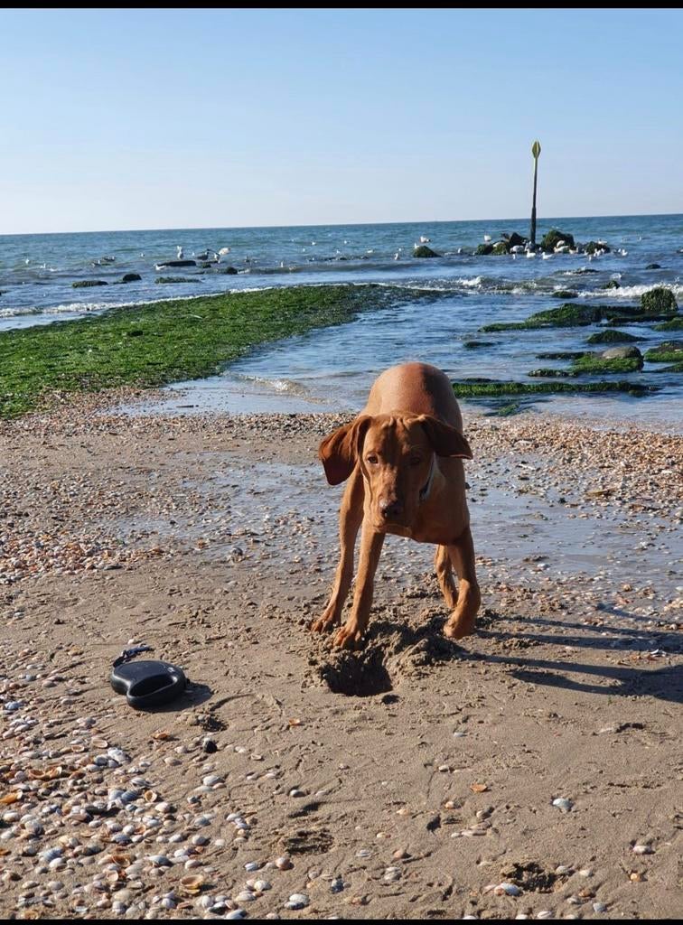 Vizsla reu beschikbaar voor dekking, Dieren en Toebehoren, Honden | Dekreuen, Reu, Particulier, Eén hond, Buitenland, 1 tot 2 jaar