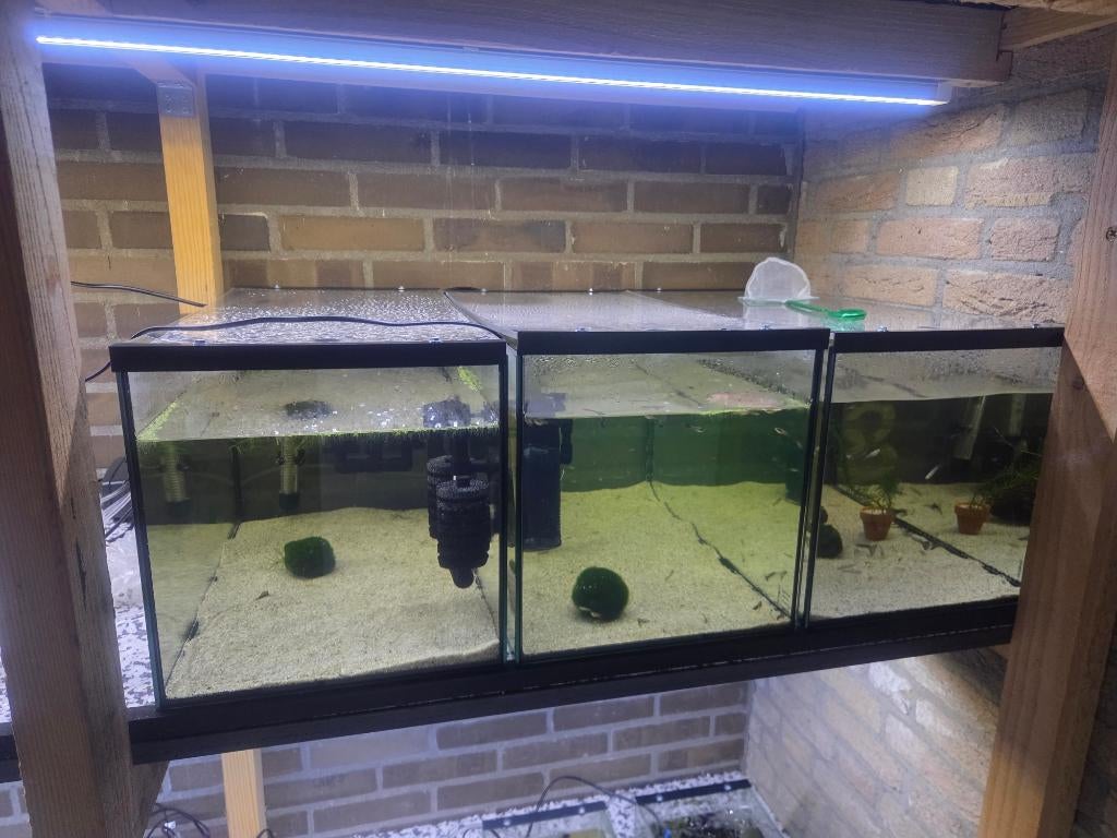 aquarium raszuivere guppen vissen pompen filters verwarming, Ophalen, Gebruikt, Leeg aquarium