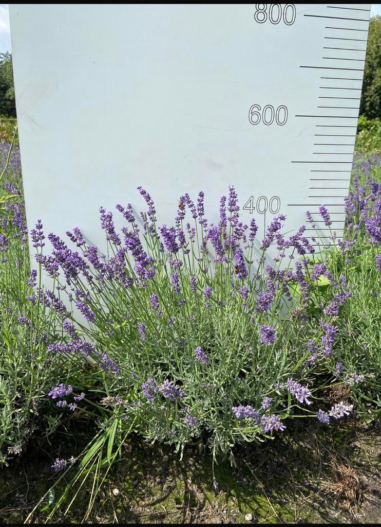 Lavendel XXL – Actie!, Ophalen, Overige soorten, Volle zon