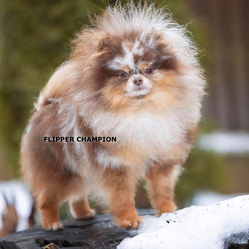 Exclusieve Chocolate Merle Tan Pomeranian/Pomeriaan Dekreu, Reu, Eén hond, 3 tot 5 jaar, Nederland