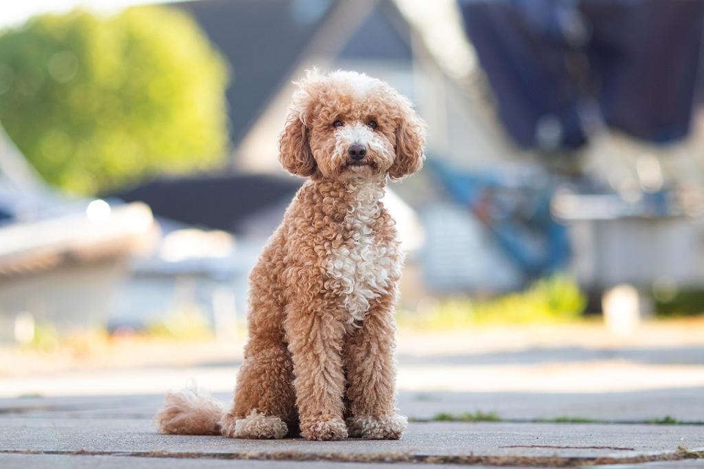 Dekreu Poedel  Labradoodle,  Cockapoo of Cocker Spaniel, Dieren en Toebehoren, Particulier, Reu, Buitenland, Parvo