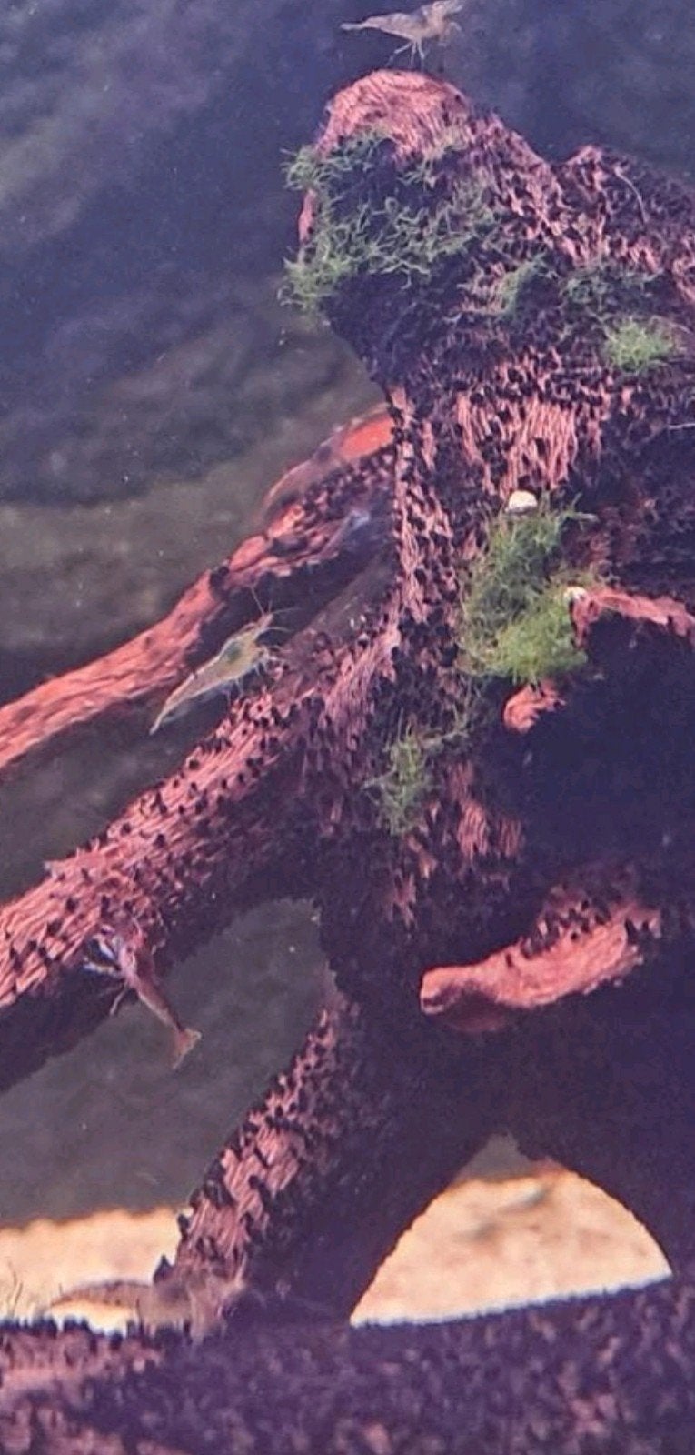 Jonge garnaaltjes en volwassen exemplaren, Dieren en Toebehoren, Vissen | Aquariumvissen, Zoetwatervis, Kreeft, Krab of Garnaal