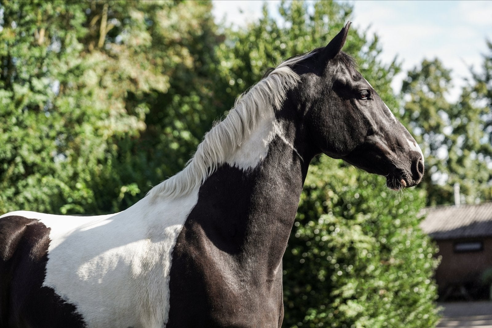 Ervaren bijrijder gezocht - Bunnik, Dieren en Toebehoren, Weidegang, 1 paard of pony