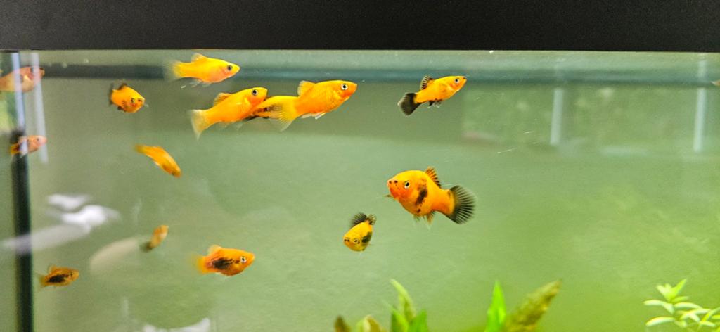 Jonge Platy's, Dieren en Toebehoren, Vis